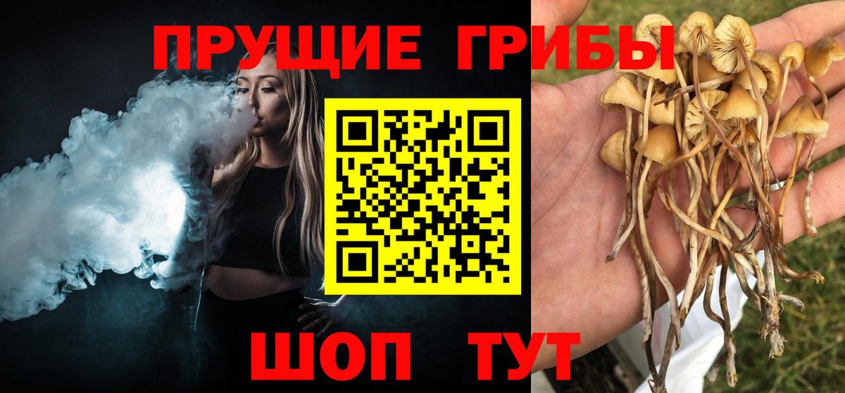 Среднеуральск  Псилоцибиновые грибы Psilocybe  Вход с VPN 